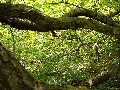 paysage_6.jpg, 9 KB